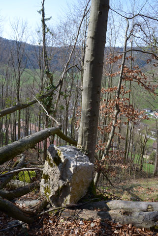 Einen durch einen Baum gestoppten Felsblock im Wald.